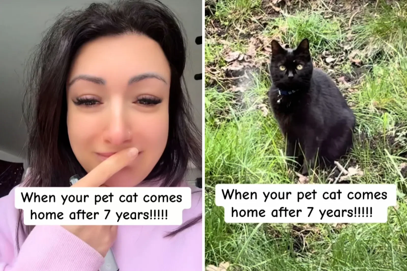 Кот вернулся через семь лет, но история закончилась не так, как мечталось