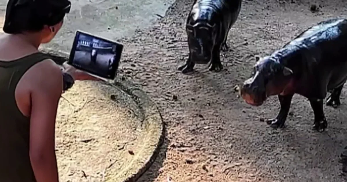 Мужчина проник в вольер к вирусному гиппопотаму Му Денг