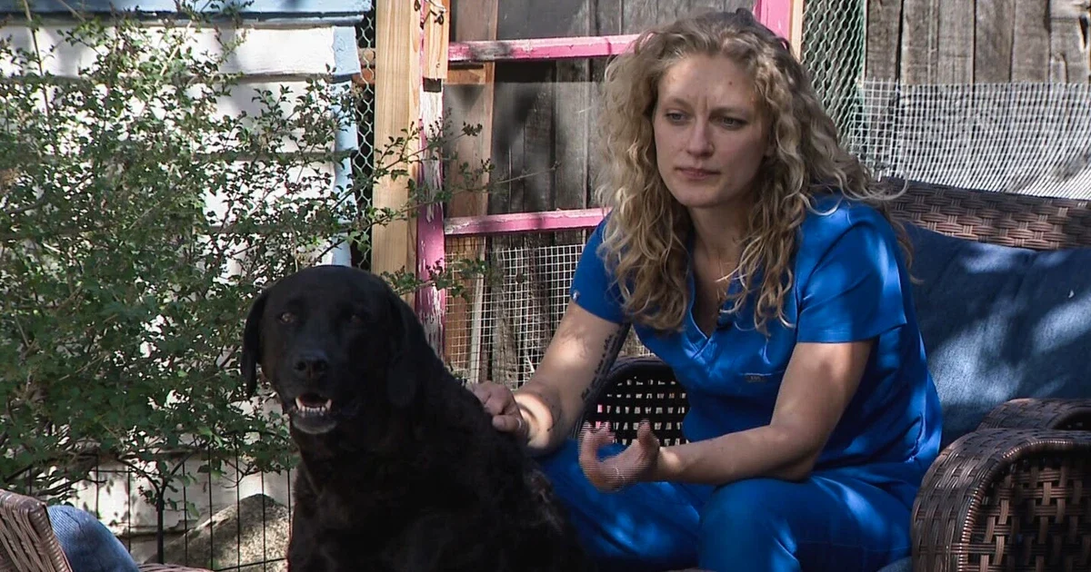 Собаки в Колорадо отравились сосисками с метамфетамином — полиция ищет злоумышленника