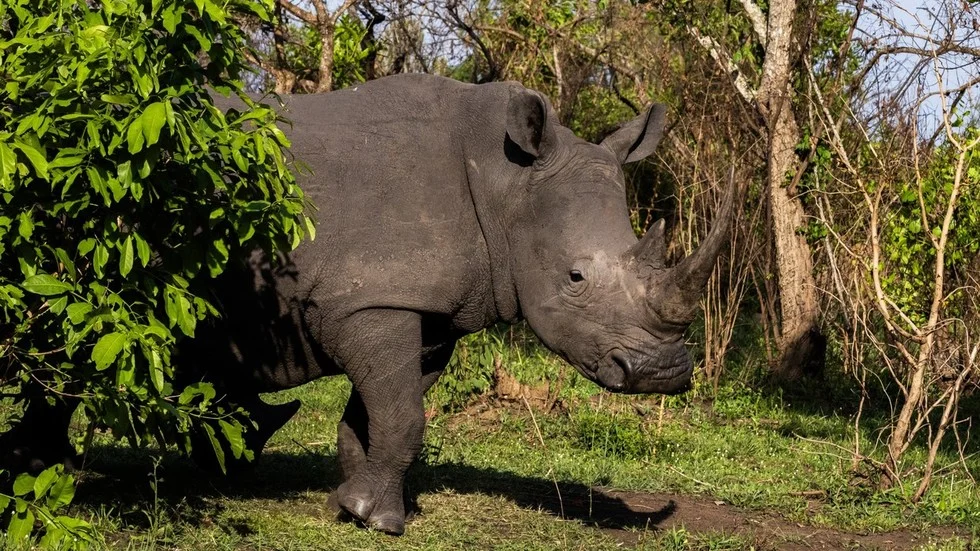 Возвращение носорогов в Уганду: первые животные прибыли в парк спустя 43 года