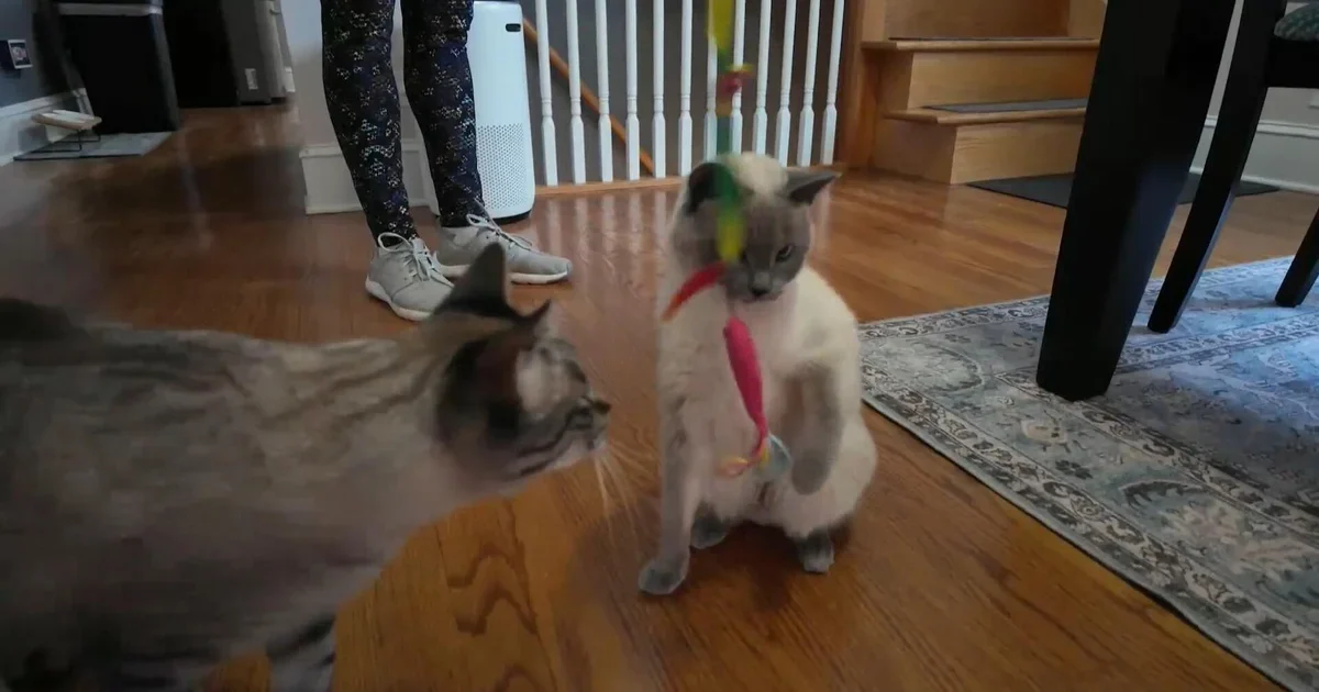 Рост расходов на домашних питомцев: как справиться с финансовой нагрузкой