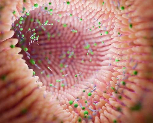 Микробиом кишечника может предсказать риск болезни Паркинсона за годы до симптомов