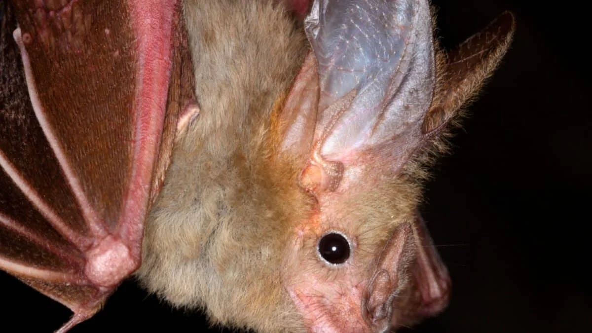 Африканский альфа-коронавирус у летучих мышей нашел новый путь в клетки человека