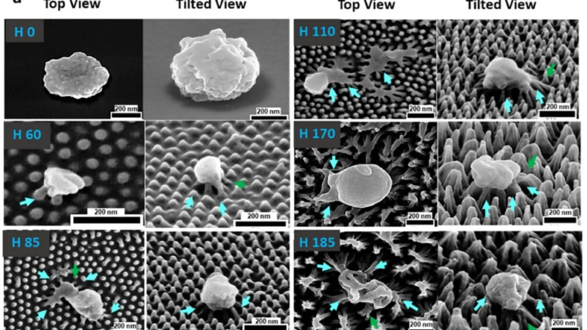 Биохимики создали пластиковое покрытие, которое разрывает вирусы физически
