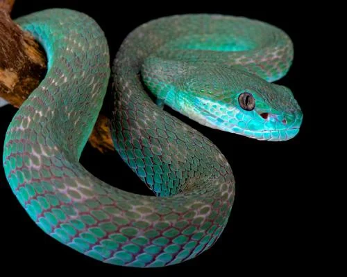 Загадка о змеях: кто умнее — длинная или короткая?