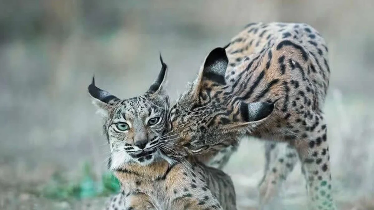 Искусство момента: как португальский фотограф Зе да Кинта показывает дикую природу без постановки