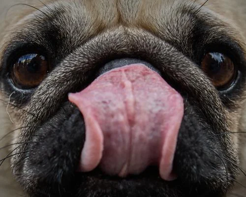 Мозг собак уменьшился в размерах как минимум 5 тысяч лет назад