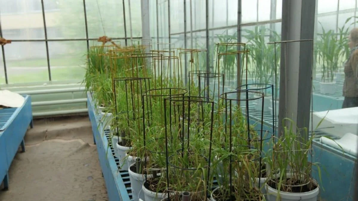 Электронное облучение семян пшеницы повысило урожайность более чем на 50%