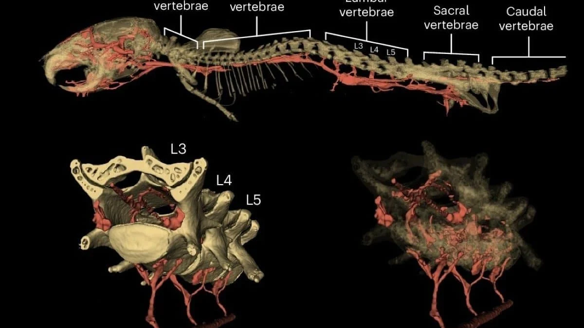 Физическая активность заставила мышей буквально шевелить мозгами