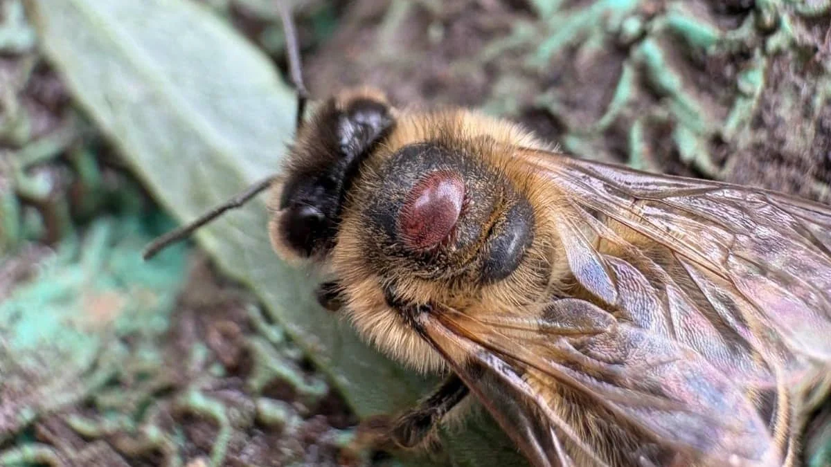 Калифорнийские гибридные пчелы выработали естественную защиту от клеща варроа