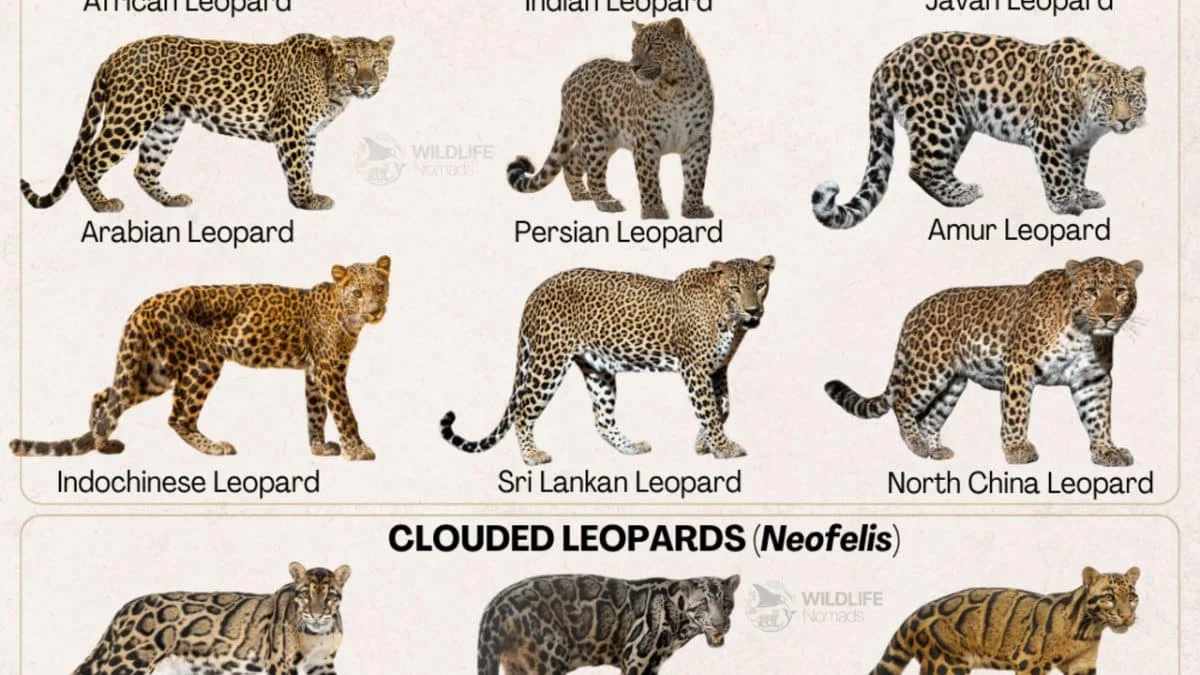 Пятнистые кошки: леопарды, барсы и гепарды — кто есть кто