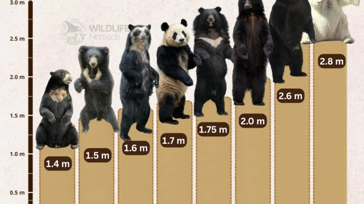 Восемь видов медведей: сравнительный анализ размеров и особенностей