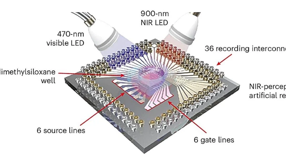 Жидкий металл в глазу: как слепые мыши научились видеть инфракрасный свет
