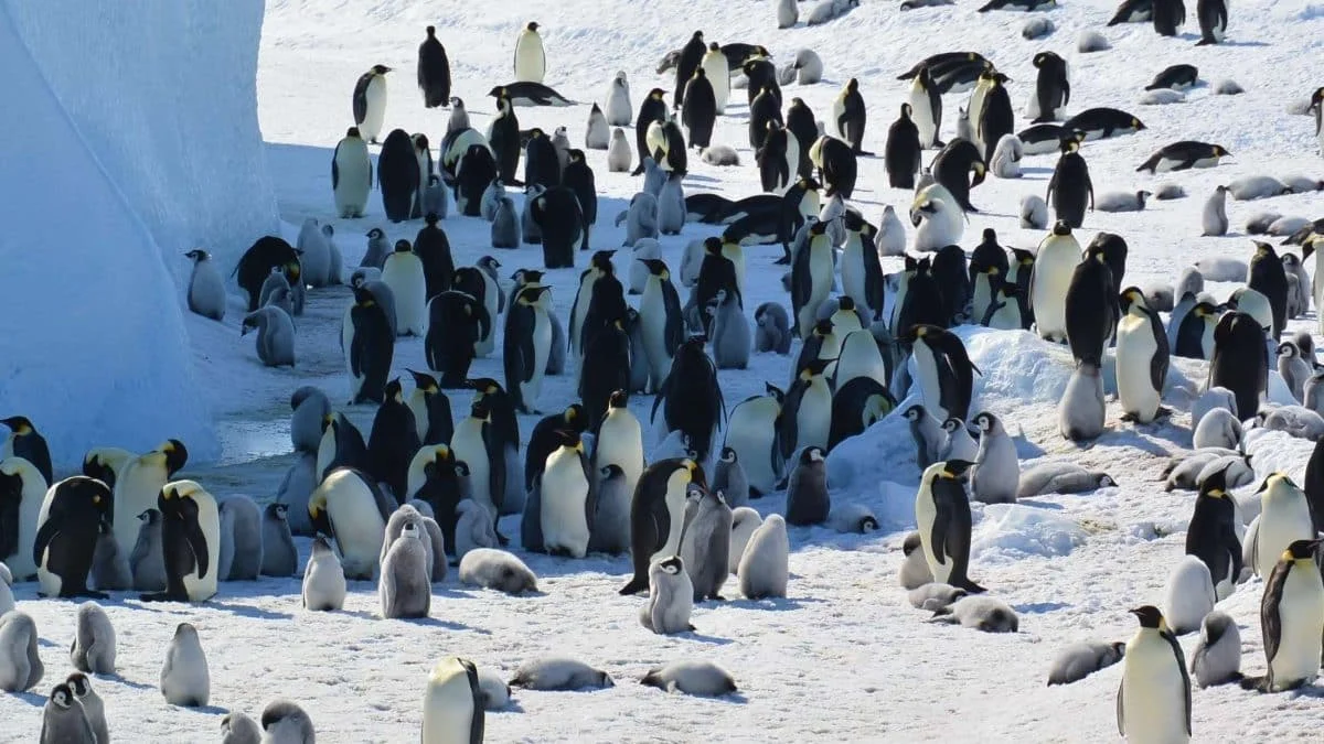 Императорский пингвин и кергеленский морской котик признаны вымирающими видами