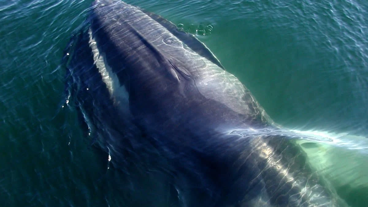 Антропогенный шум подавляет общение финвалов: исследование британских океанологов