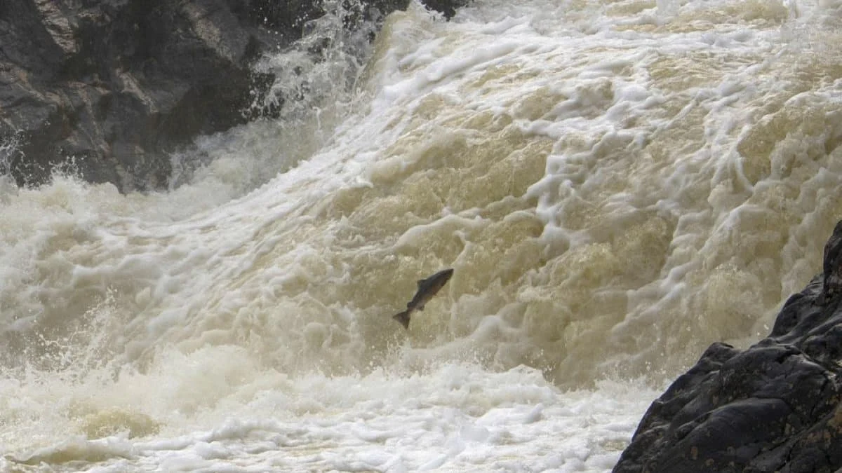 Кокаин в озере: как наркотики из канализации меняют поведение диких лососей