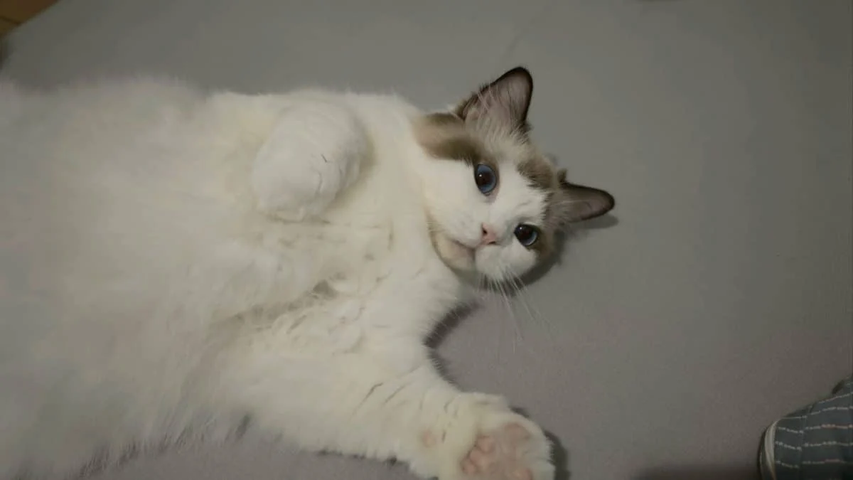 Кот предотвратил пожар от перегрева видеокарты NVIDIA RTX 4090 в Тайване