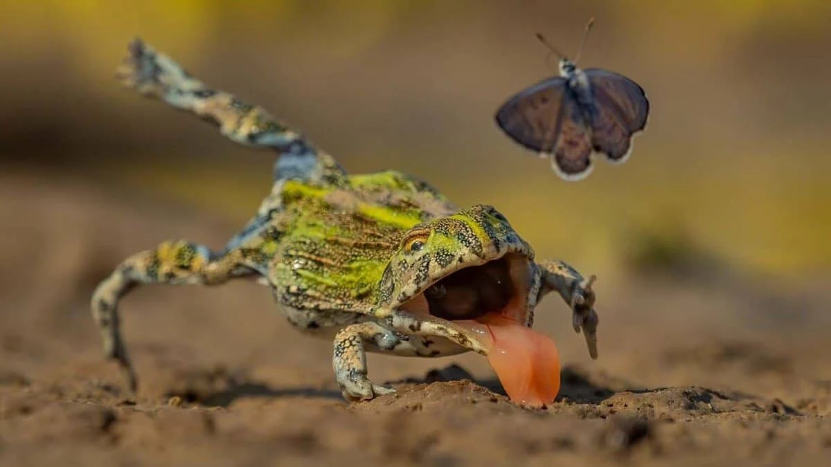 Белоснежный заяц на грани: победители GDT Nature Photographer of the Year 2026