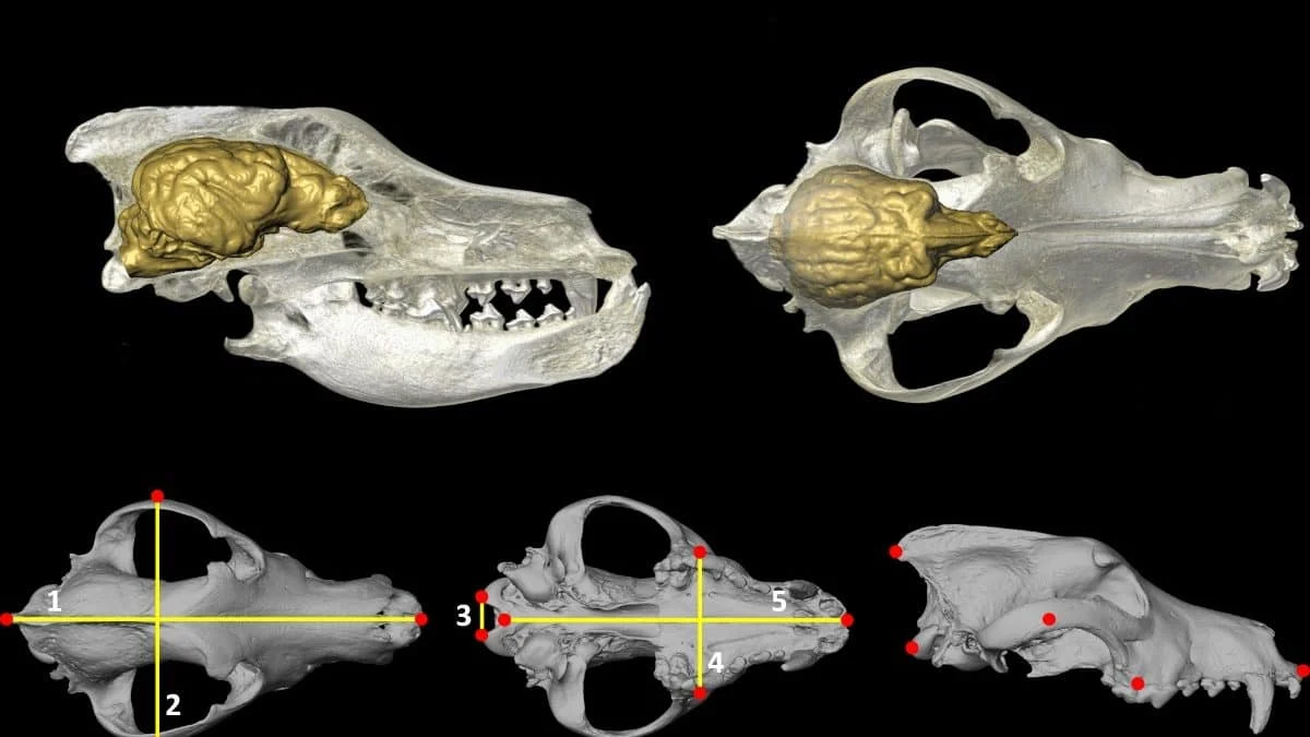 Мозг собак начал уменьшаться только 5000 лет назад — и виноваты земледельцы