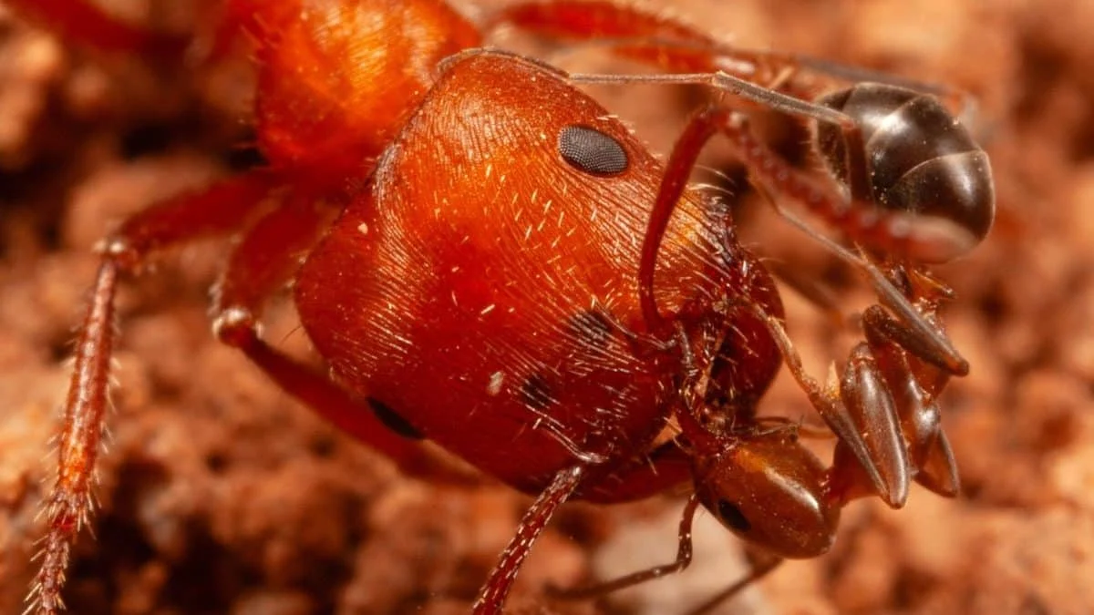 Муравьи-жнецы добровольно чистят челюсти у соседей: первый наземный случай межвидового груминга
