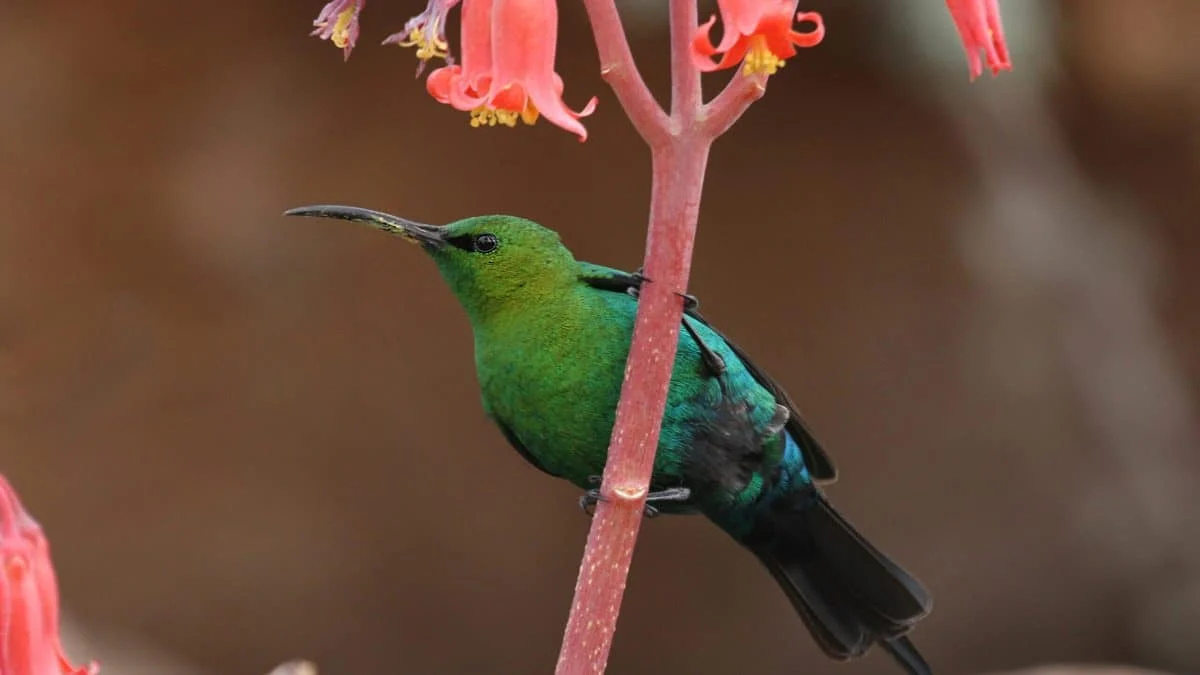 Нектарницы: единственные позвоночные с уникальным механизмом всасывания языком
