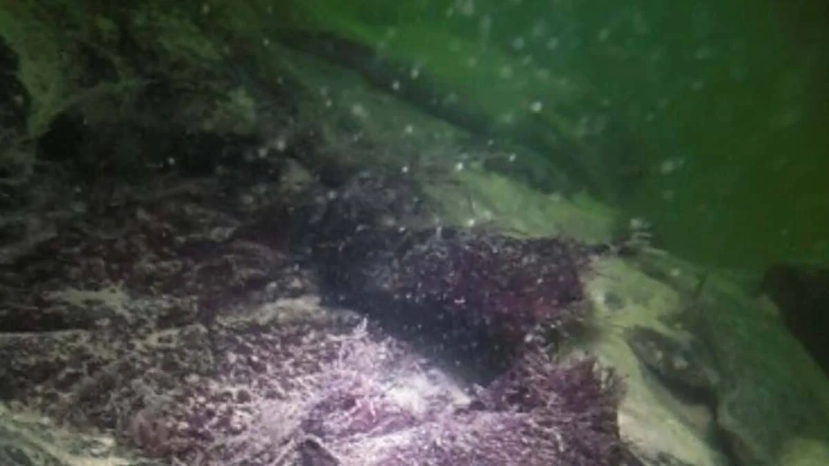 Генуэзское торговое судно XVI века идентифицировано среди обломков в Кадисском заливе