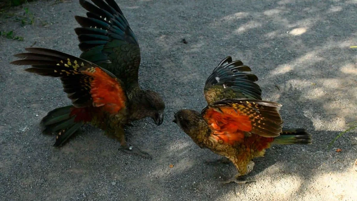 Попугай Брюс: как травма клюва привела к уникальной тактике боя и лидерству в стае