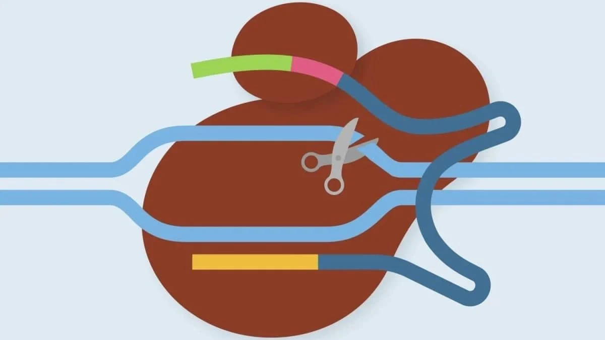 Праймированное редактирование ДНК впервые испытали на людях: результаты и перспективы