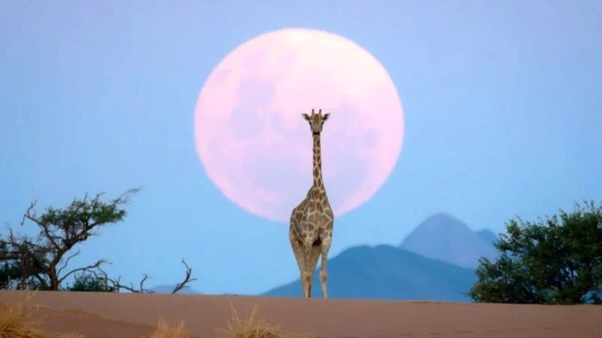 Лучшие фотографии жирафов: конкурс «Воспоминания о дикой природе» выбрал победителей