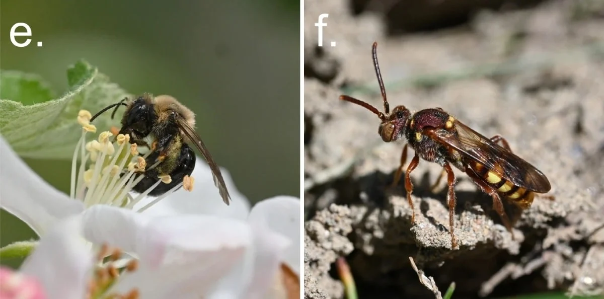 Кладбище как убежище: пять миллионов земляных пчел нашли дом в Нью-Йорке