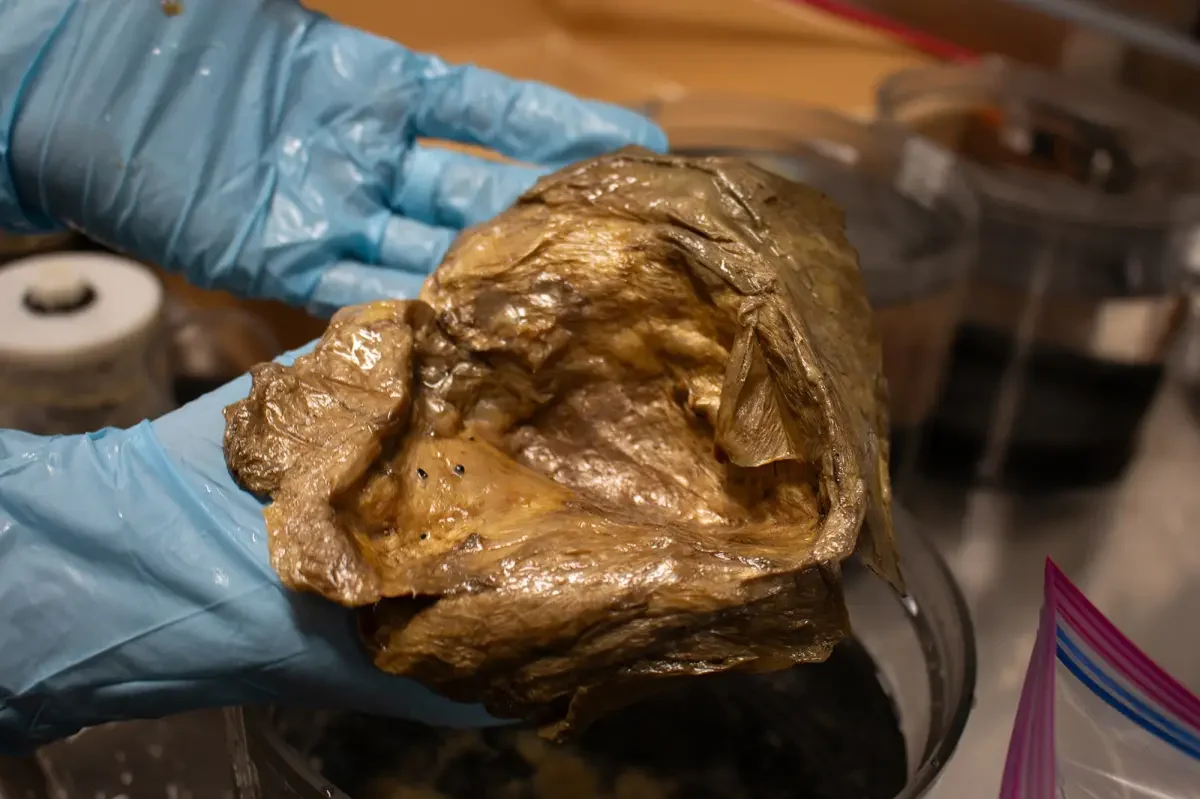 Таинственная «золотая сфера» с глубины более двух миль оказалась остатками гигантской анемоны