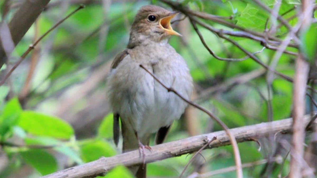 Соловьи пересекают Сахару только по ночам, не делая остановок для еды