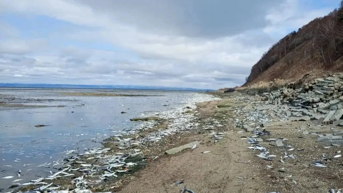 Массовый выброс тихоокеанской сельди на сахалинское побережье после апрельского шторма