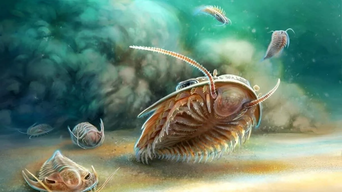 Трилобиты дышали жабрами на ногах: новое исследование подтверждает гипотезу