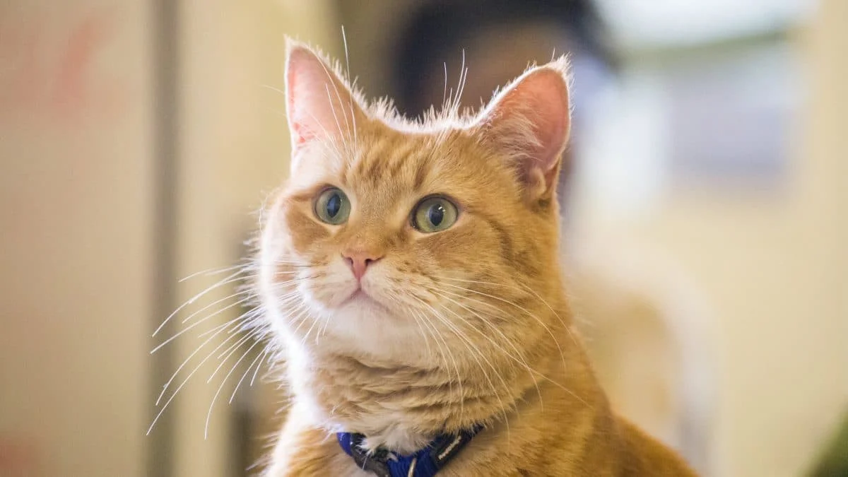 Почему кошки капризничают в еде: японские учёные раскрыли роль запаха