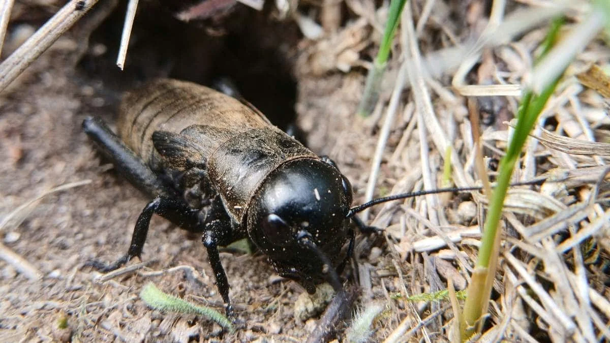 Универсальный ритм животной коммуникации: нейронный резонанс как ключ к пониманию