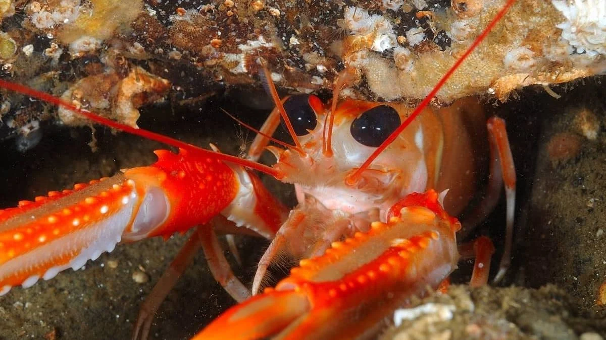 Норвежские омары чувствуют боль: эксперимент с анальгетиками подтвердил восприятие