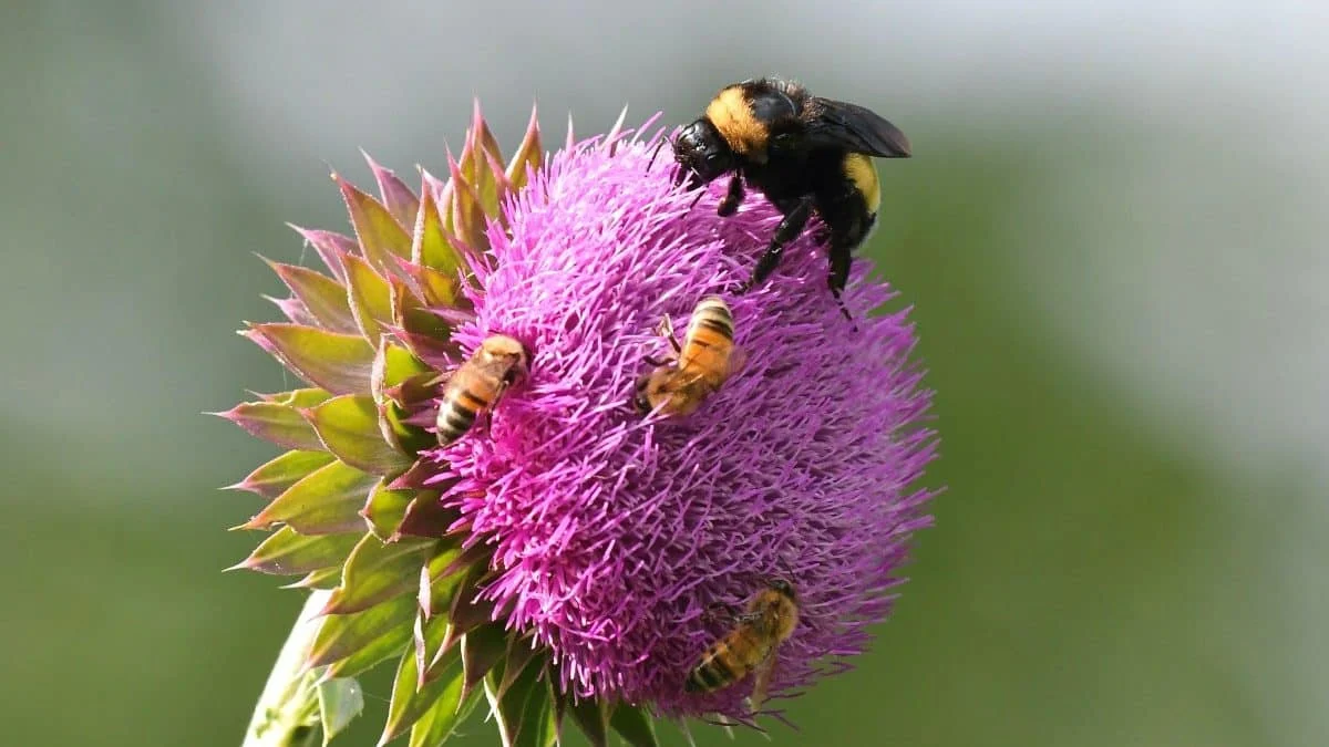 Ученые создали радар для идентификации пчел и шмелей