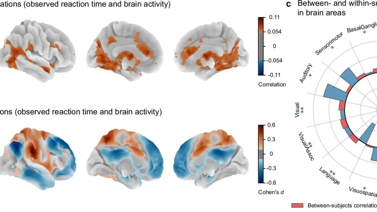 Усреднение данных фМРТ искажает картину работы мозга: выводы нового исследования