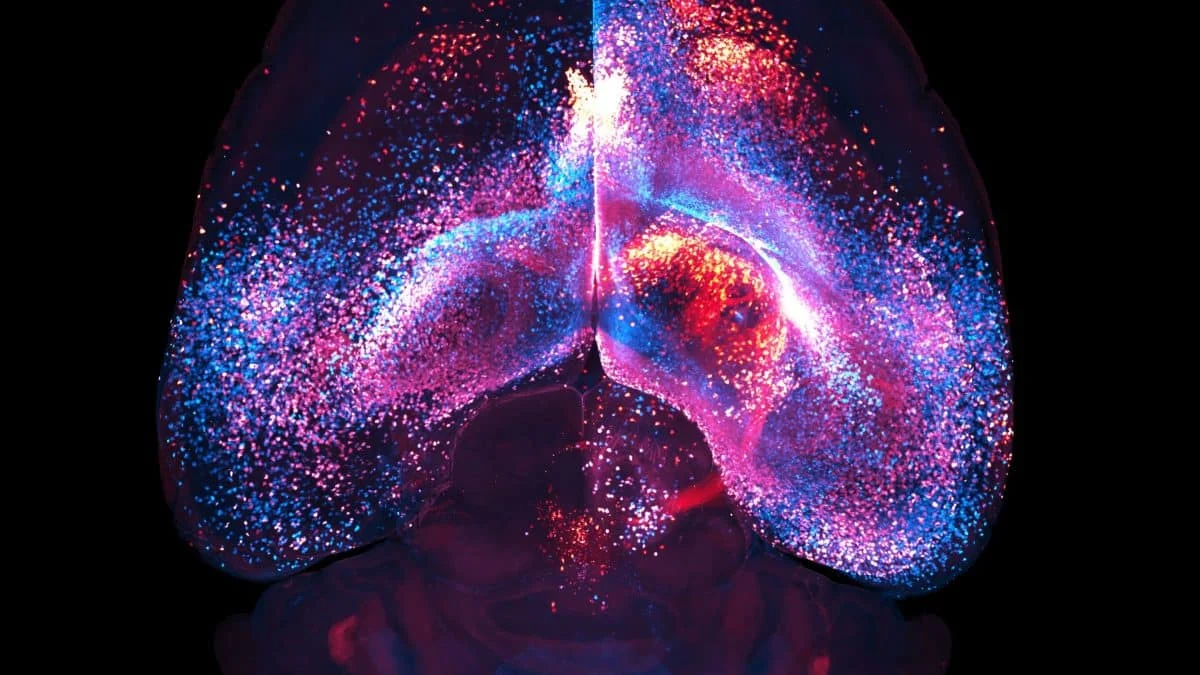 В мозге обнаружена скрытая сеть связи из астроцитов