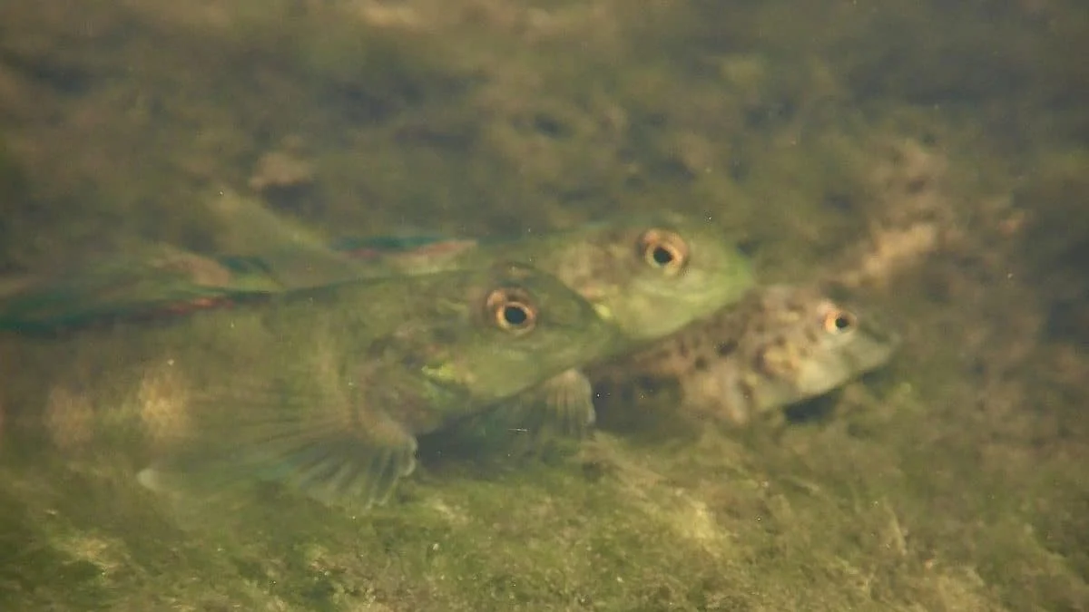 Нейроактивные вещества в речных рыбах: гендерные различия в накоплении токсинов