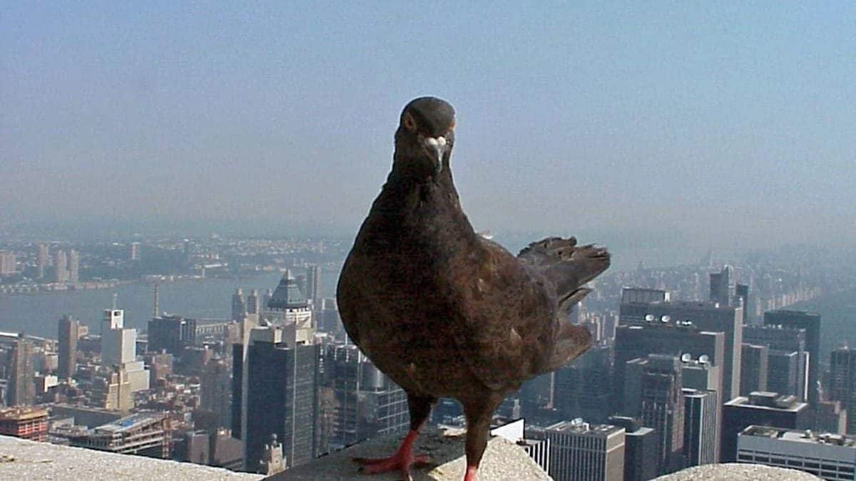 Городские птицы боятся женщин больше, чем мужчин: неожиданный результат европейского исследования