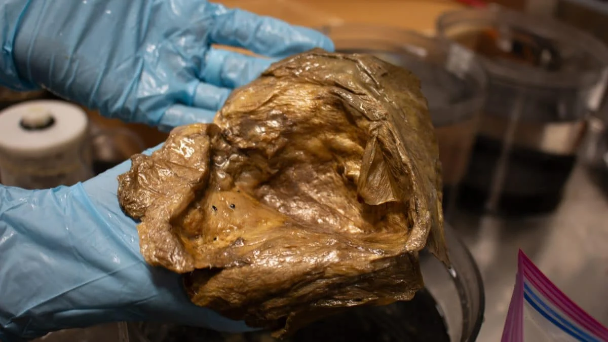 «Золотой шар» из залива Аляска оказался частью гигантской глубоководной актинии