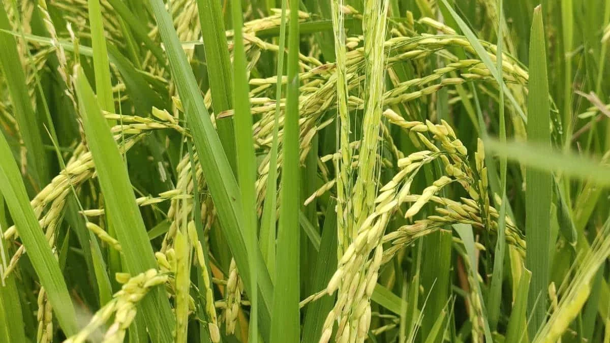 Звук дождя ускоряет прорастание риса на треть: открытие американских биологов